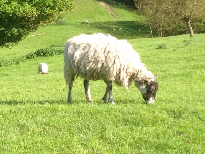 Precision technology in sheep and goat farming