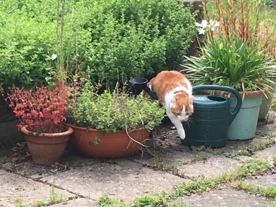 EMA Guideline Update